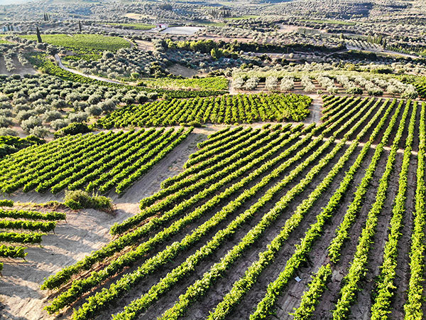 Papantonis vineyards