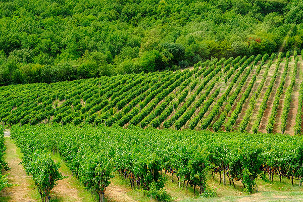 Papantonis vineyards