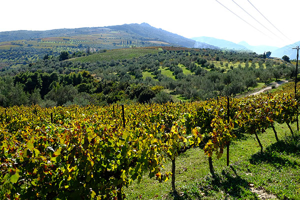 Papantonis vineyards